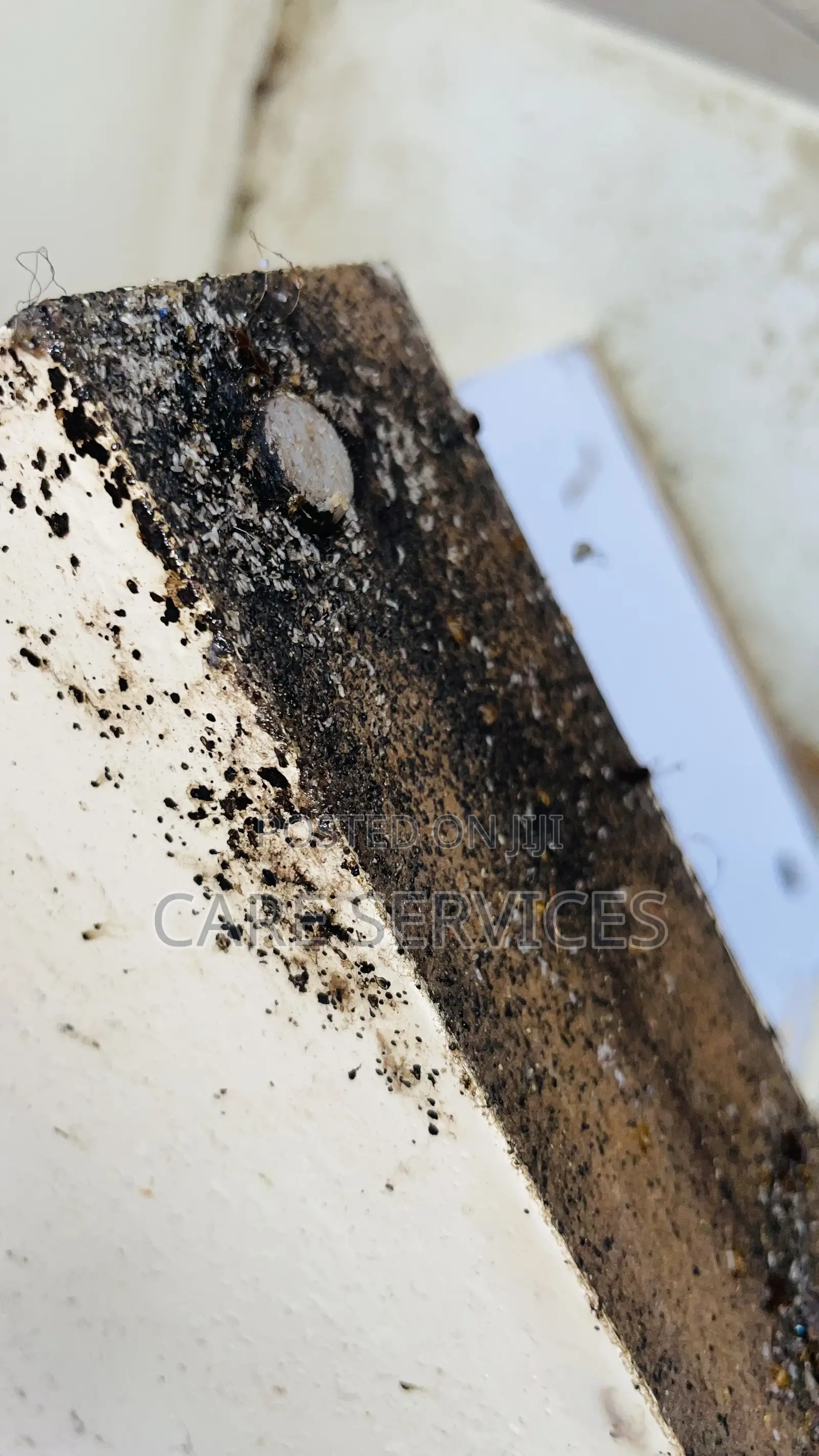 Bedbugs Infestations Control