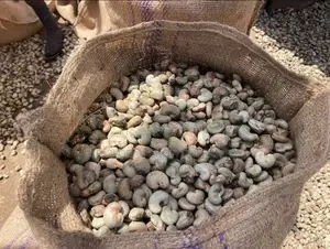 Cashew Nuts