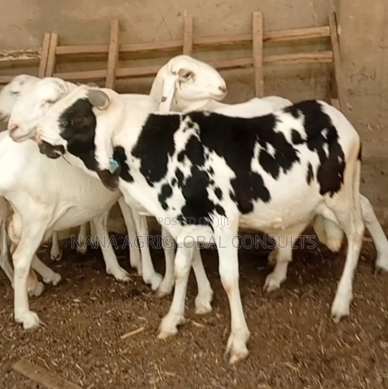 100% Balami Ram and Sheep
