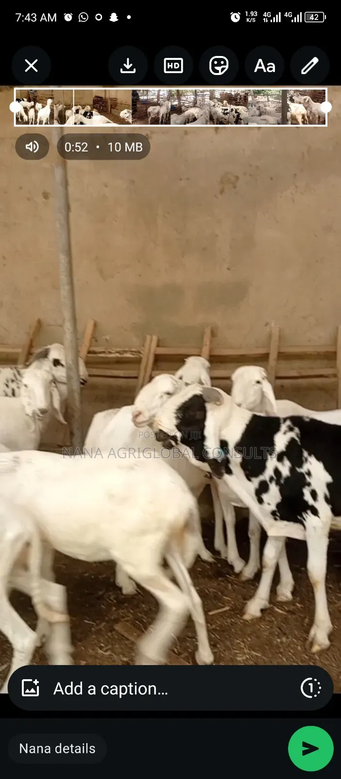 100% Balami Ram and Sheep