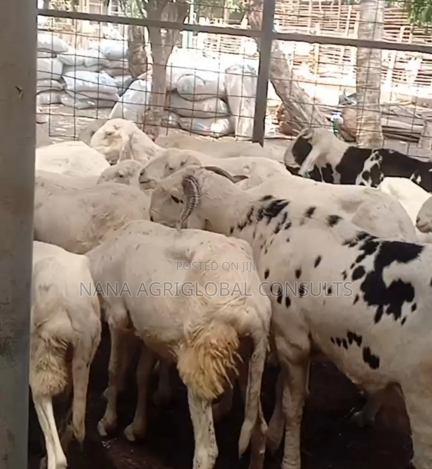 100% Balami Ram and Sheep