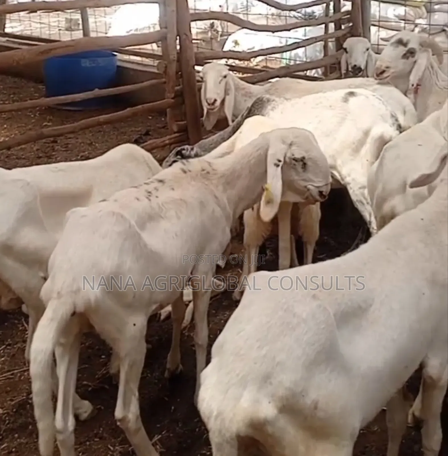 100% Balami Ram and Sheep