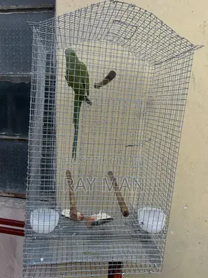 Standard Parrot Cages