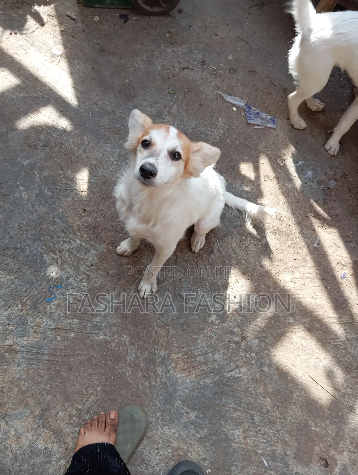 Eskimo and Lasa Mixed Breed in Dutse-Alhaji - Other Animals, Amira ...