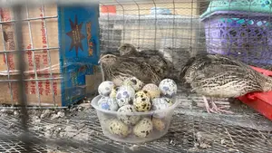 Organic Quail Eggs , the Immune Booster Secret