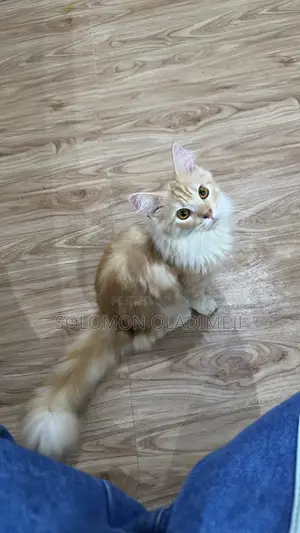 3-6 months Male Purebred Maine Coon