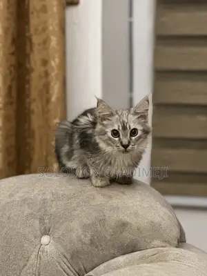 1-3 months Male Purebred Maine Coon