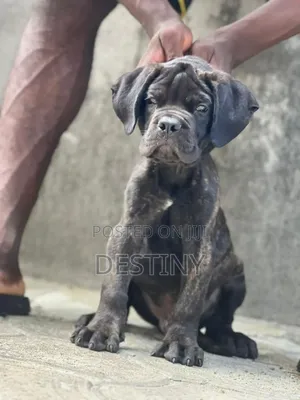 1-3 months Male Purebred Cane Corso