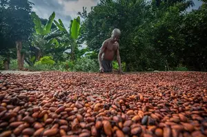 Cocoa Farm Land