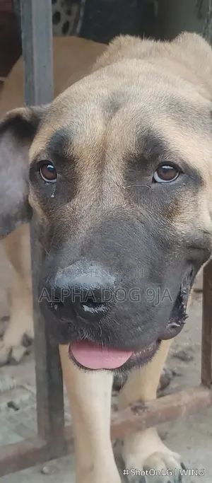 1+ year Male Purebred Boerboel