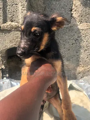 1-3 months Male Purebred German Shepherd
