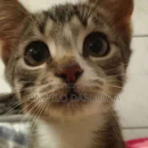 1-3 months Female Mixed Breed American Shorthair