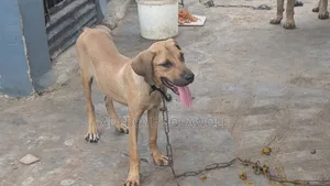 Vet Service (Dogs, Cats, Poultry)