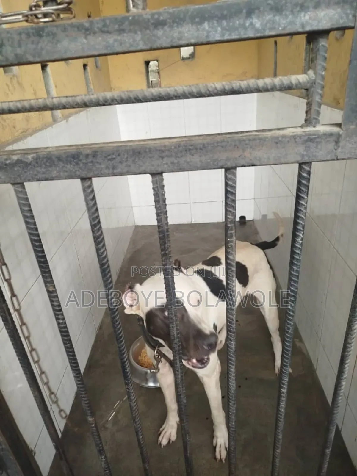 Vet Service (Dogs, Cats, Poultry)