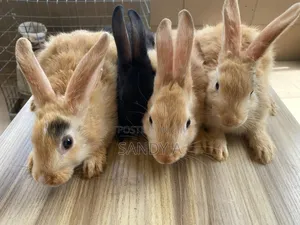 Strong and Healthy Young Rabbits for Sale.