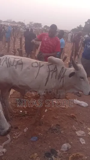 Freshly Slaughtered Cow And Ram