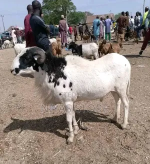 Freshly Slaughtered Cow And Ram