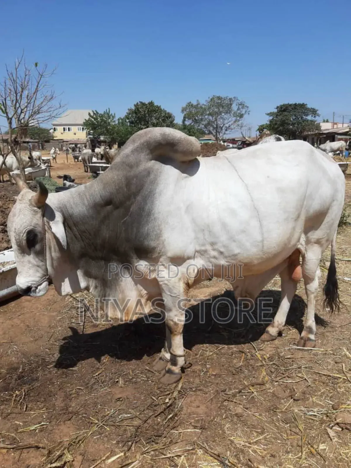 Freshly Slaughtered Cow And Ram