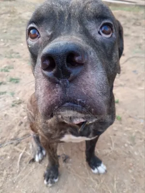 1+ year Male Purebred Boerboel