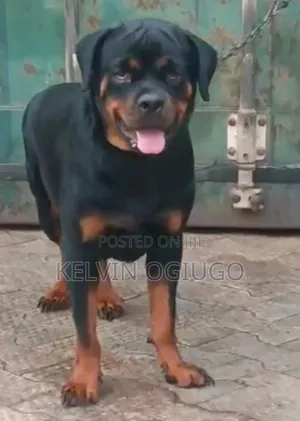 1+ year Female Purebred Rottweiler