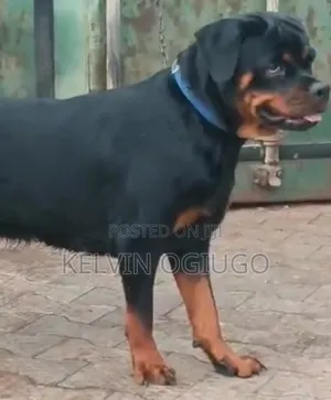 1+ year Female Purebred Rottweiler