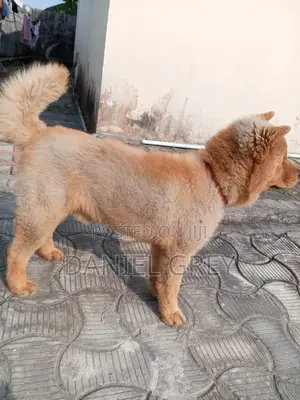 6-12 months Male Purebred Chow Chow