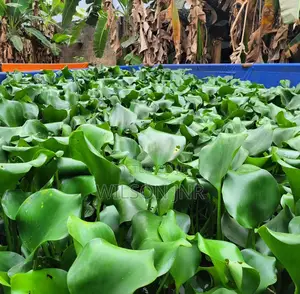 12x12 Feet Trampoline Ponds(Fish)