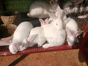 Exotic Rabbits