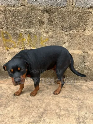 1+ year Female Purebred Rottweiler