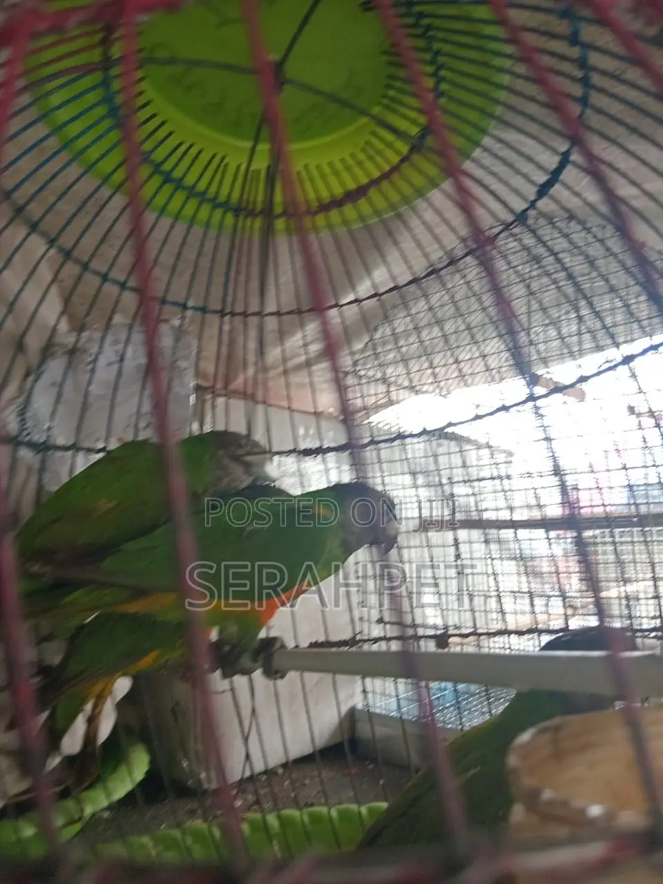 Beautiful Senegal Bird for Sale