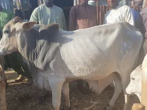 Bokoloji Cows