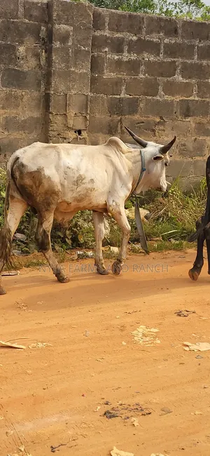 Cows Available