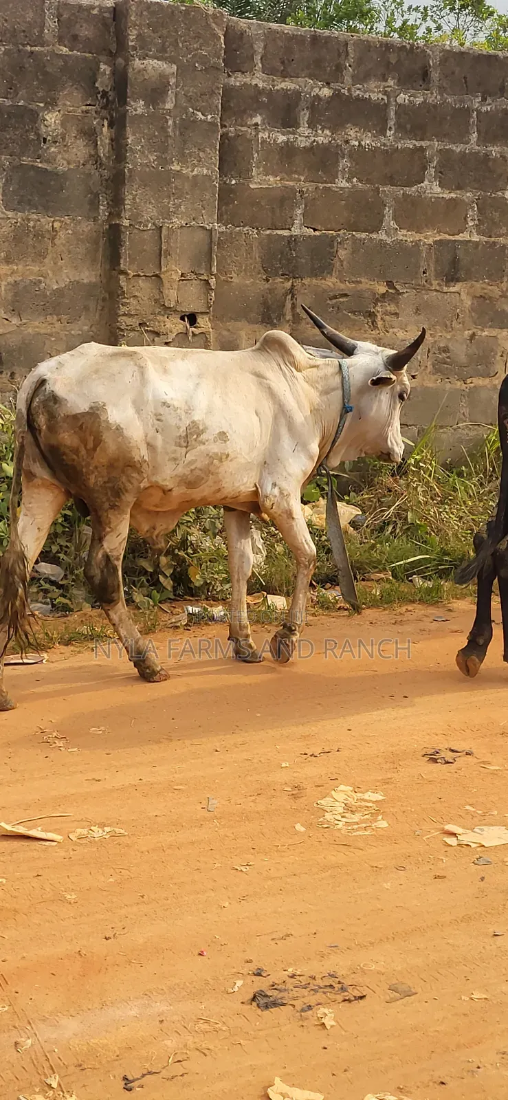 Cows Available