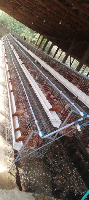 Battery Cage