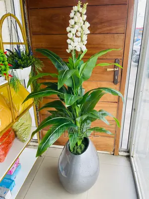 Bird of Paradise Plant With White Flower Buds