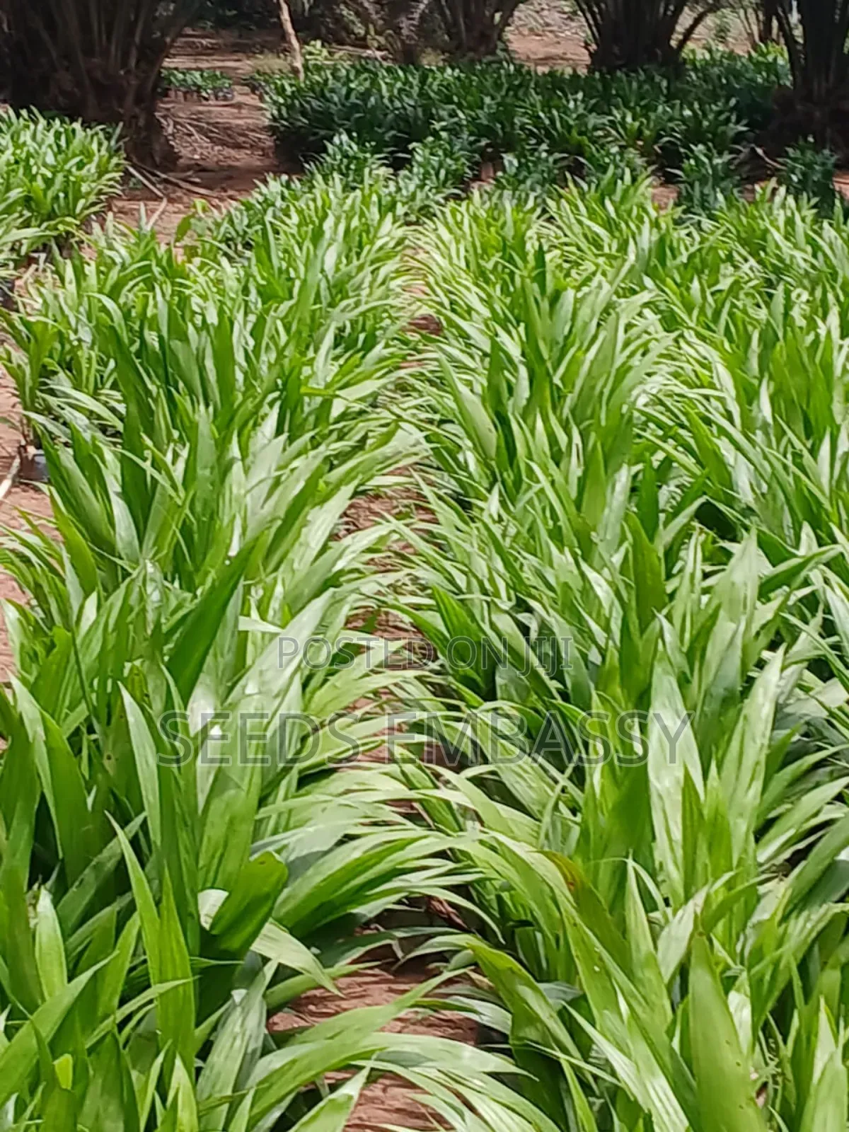Tenera Oil Palm Seedling