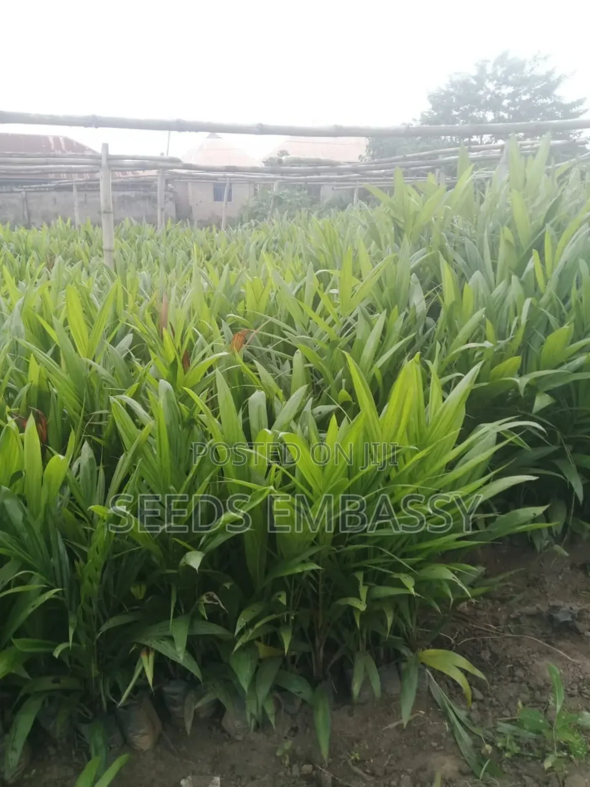 Tenera Oil Palm Seedling