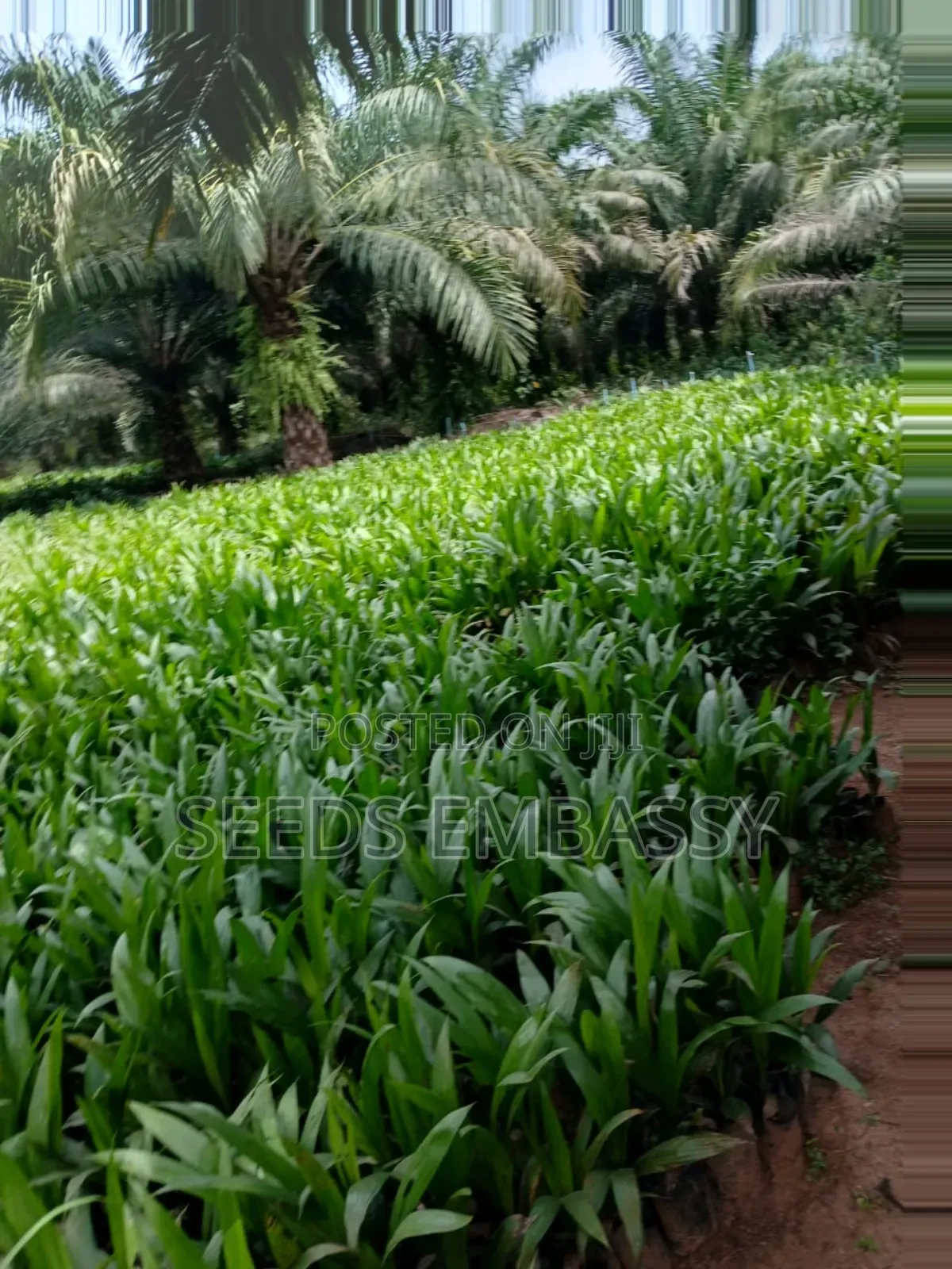 Tenera Oil Palm Seedling