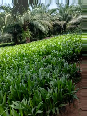 Tenera Oil Palm Seedling