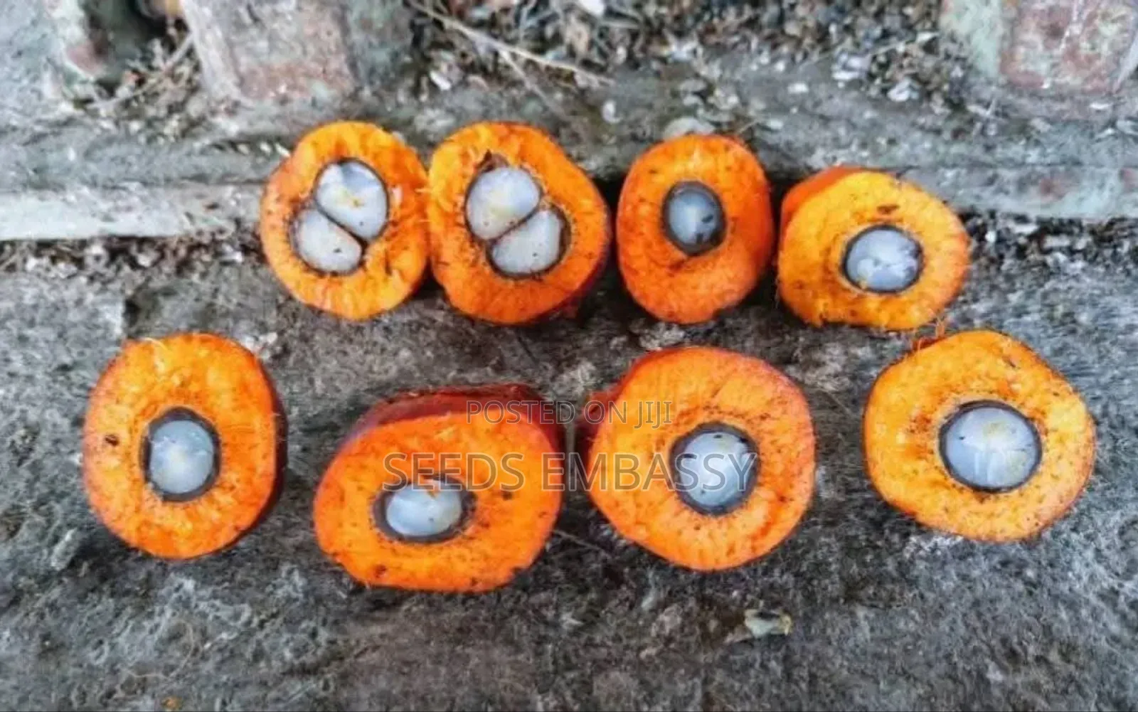 Tenera Oil Palm Seedling