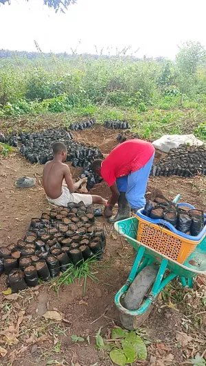 Tenera Oil Palm Seedling