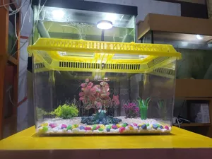 Aquarium Tank