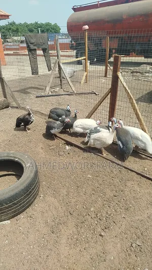 Guinea Fowl
