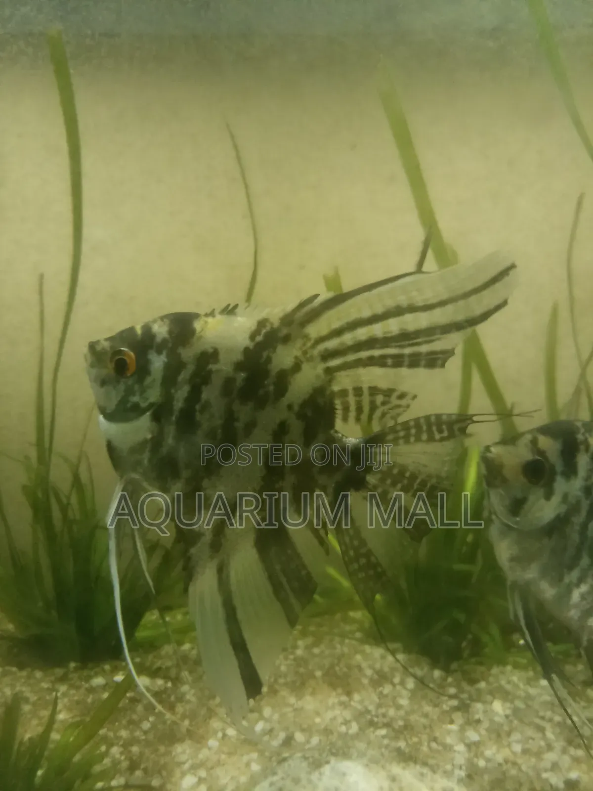 Aquarius Fish