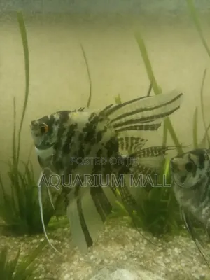 Aquarius Fish