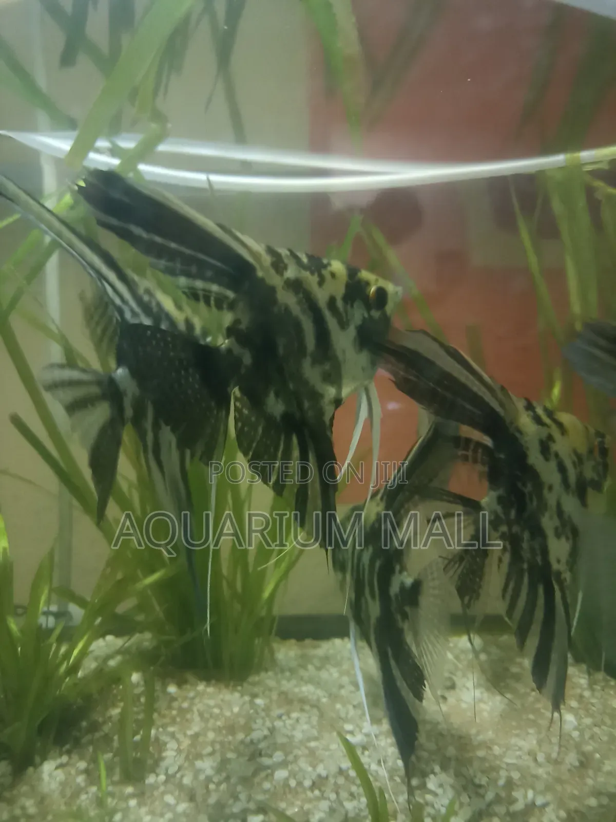 Aquarius Fish