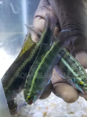 Aquarium Fish
