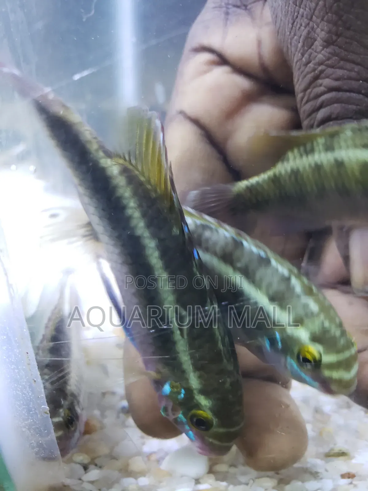 Aquarium Fish