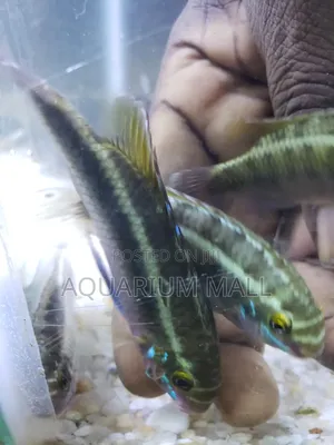 Aquarium Fish