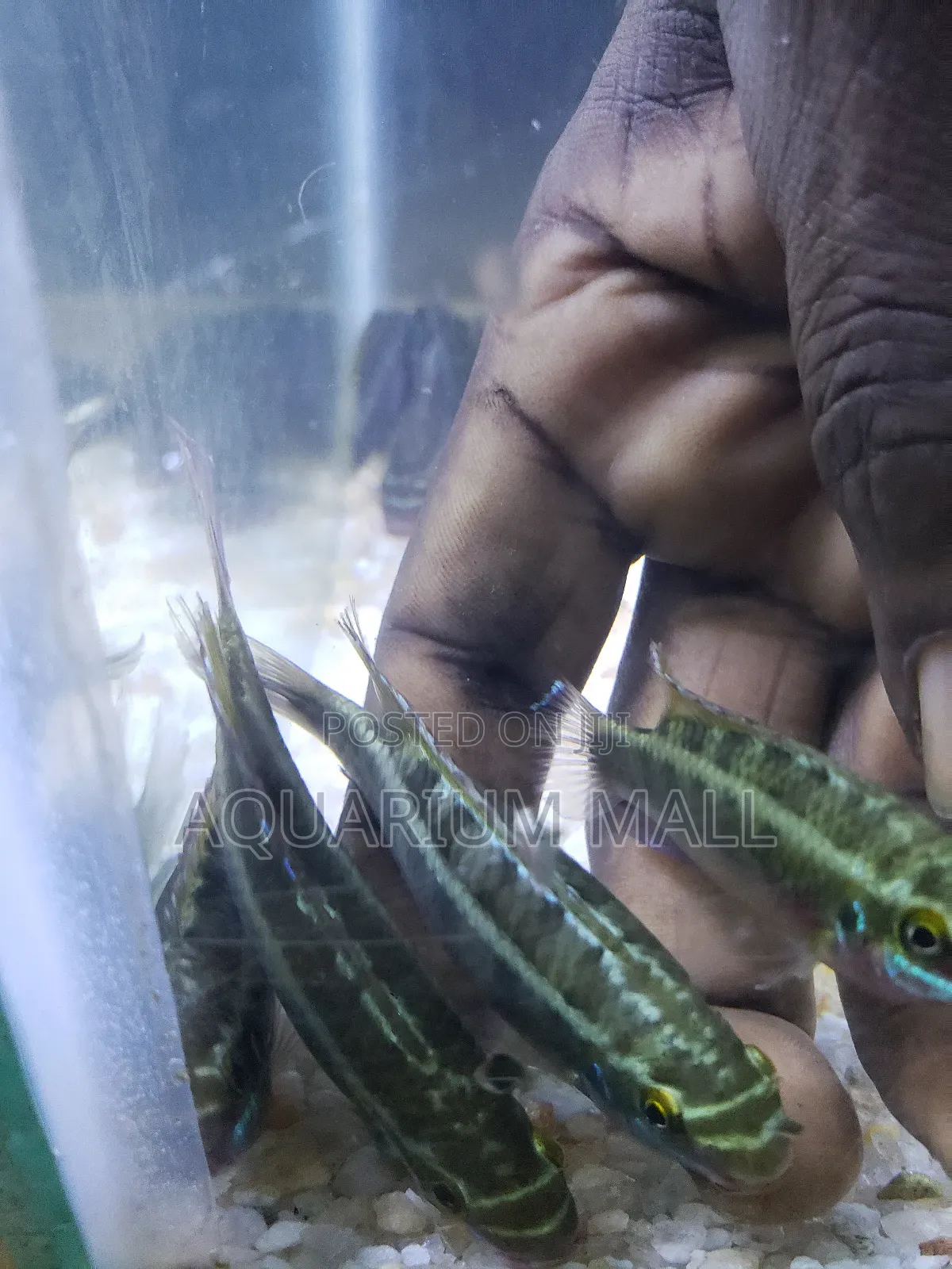 Aquarium Fish
